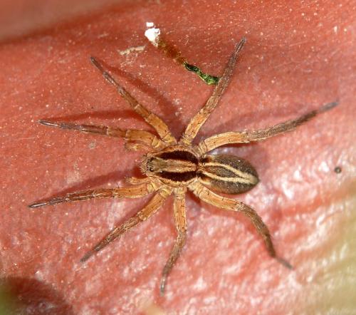 Alopecosa cuneata