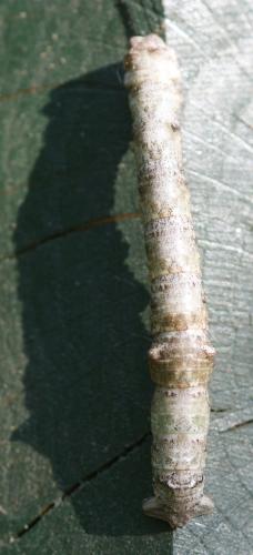 Biston strataria