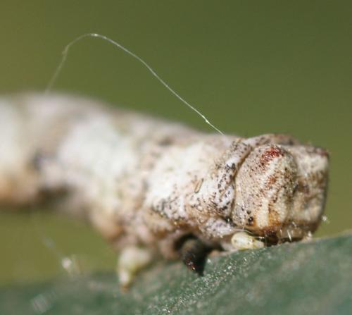 Biston strataria