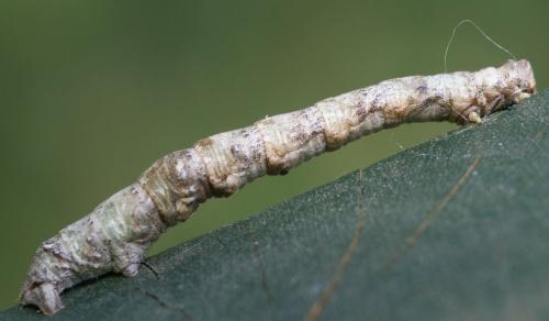 Réf. 110 662 : Biston strataria
