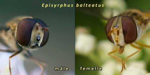 Réf. 110 273 : Episyrphus balteatus