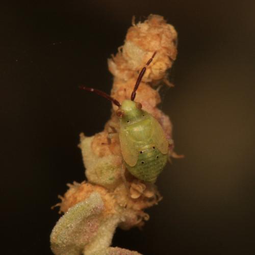 Réf. 110 668 : Eurystylus bellevoyei