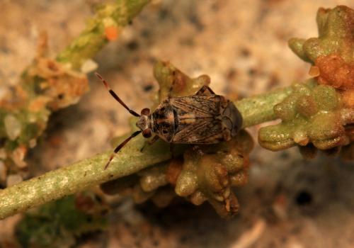 Réf. 110 852 : Eurystylus bellevoyei