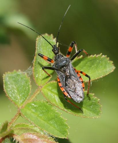 Rhynocoris annulatus