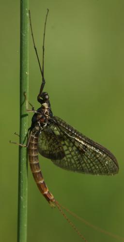 Réf. 110 963 : Ephemera vulgata