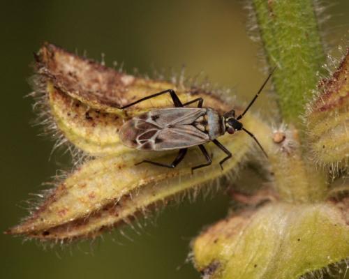 Macrotylus herrichi