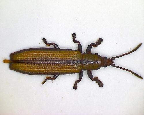 Réf. 110 905 : Gestronella centrolineata