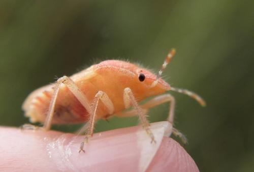 Réf. 110 277 : Dolycoris baccarum