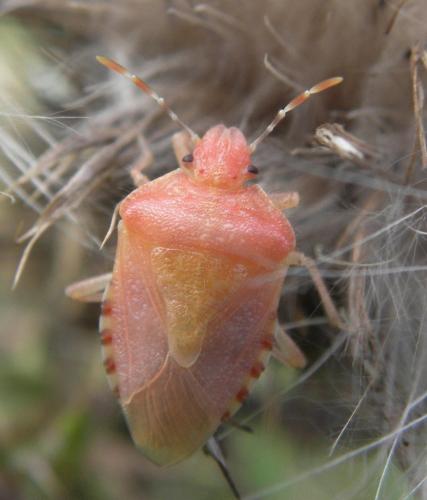 Réf. 110 278 : Dolycoris baccarum