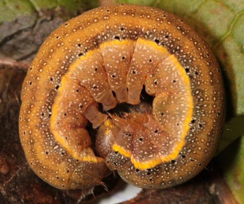 Réf. 110 772 : Lacanobia oleracea