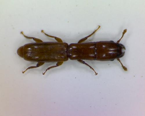 Nemozoma sp.