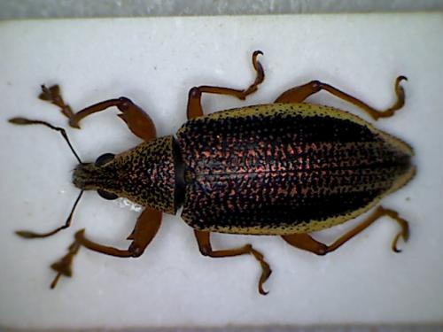 Réf. 110 910 : Cratopus sp.