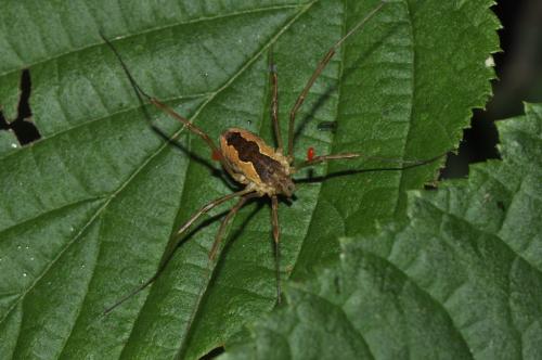 Mitopus morio