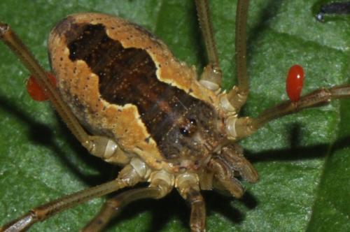 Réf. 110 468 : Mitopus morio