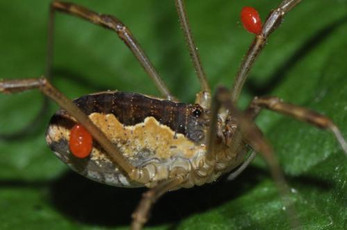 Mitopus morio