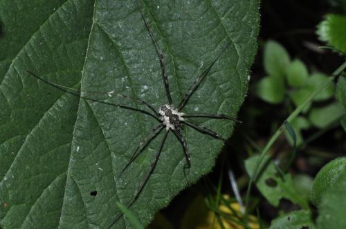 Mitopus morio
