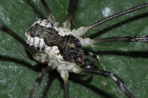 Réf. 110 389 : Mitopus morio