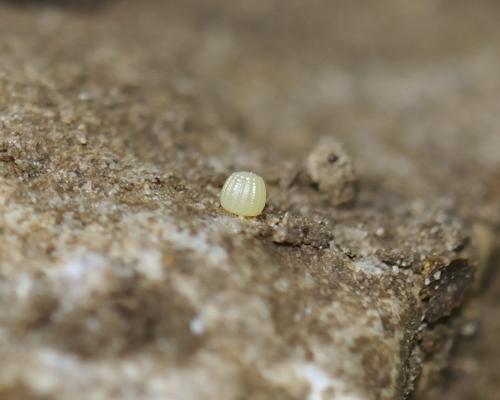 Réf. 110 087 : Maniola jurtina