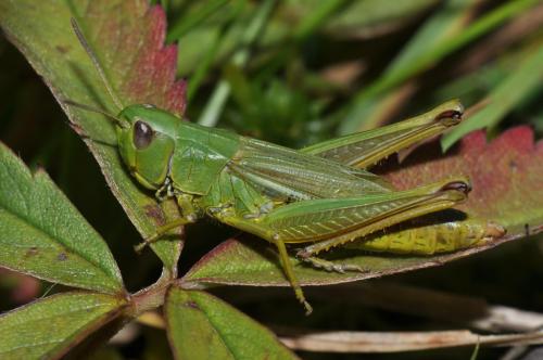 Réf. 110 760 : Pseudochorthippus montanus montanus