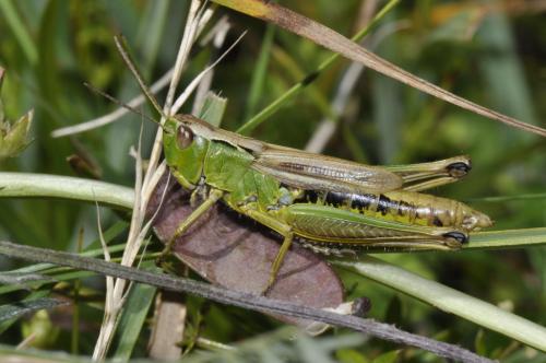 Réf. 110 973 : Pseudochorthippus montanus montanus
