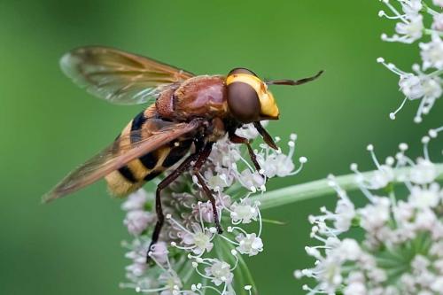 Réf. 110 541 : Volucella zonaria