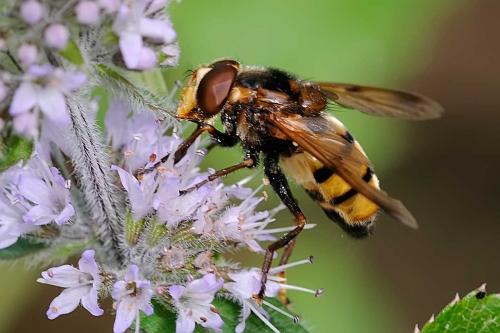 Réf. 110 539 : Volucella inanis