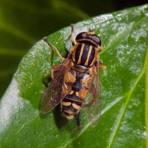 Réf. 110 749 : Helophilus pendulus