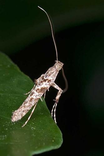 Caloptilia cuculipennella