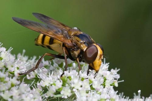 Réf. 110 536 : Volucella inanis
