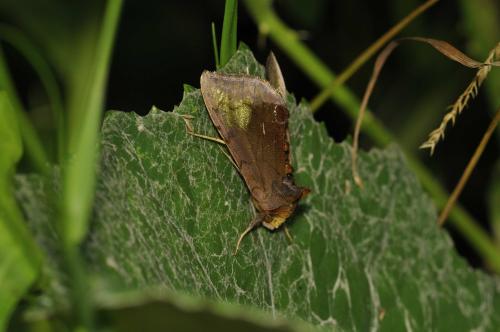 Diachrysia chryson