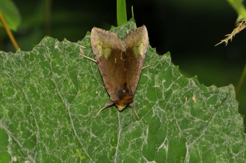 Diachrysia chryson