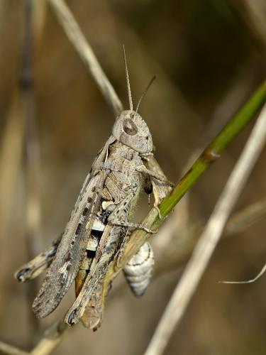 Chorthippus sp.