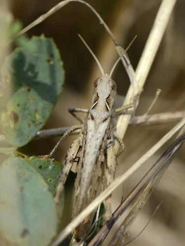 Chorthippus sp.