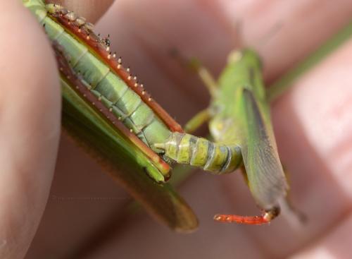 Paracinema tricolor bisignata