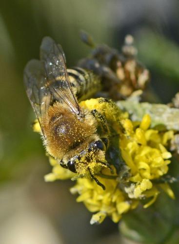 Colletes halophilus
