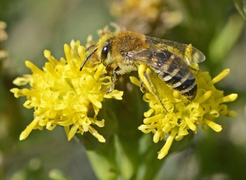 Réf. 110 331 : Colletes halophilus
