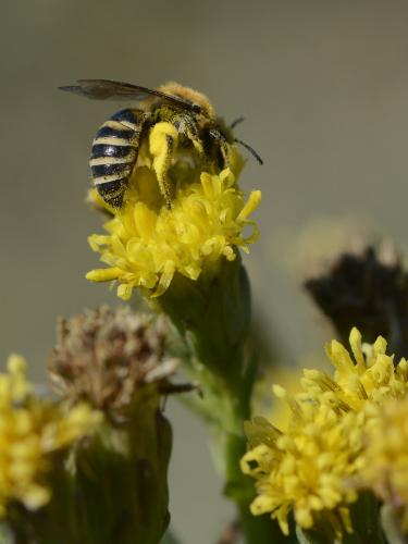 Colletes halophilus