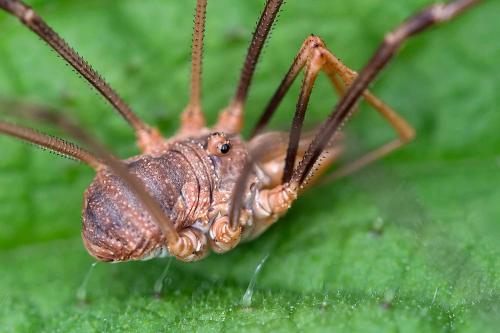 Réf. 110 102 : Phalangium opilio