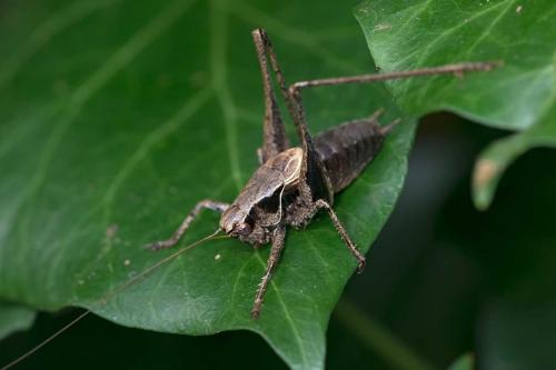 Pholidoptera griseoaptera