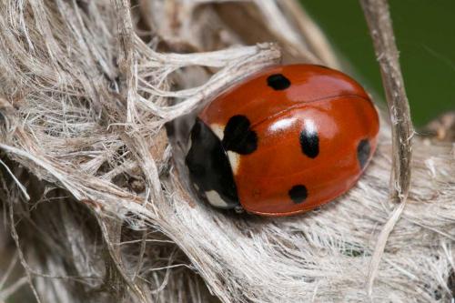 Coccinella sp.