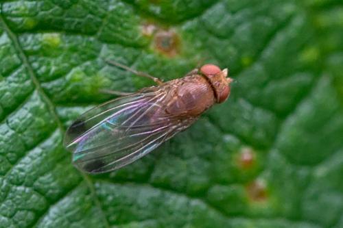 Drosophila suzukii