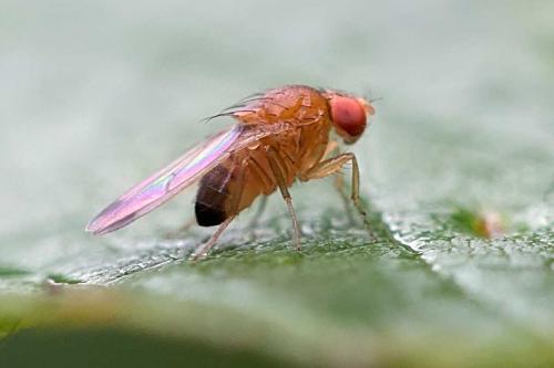 Drosophila suzukii