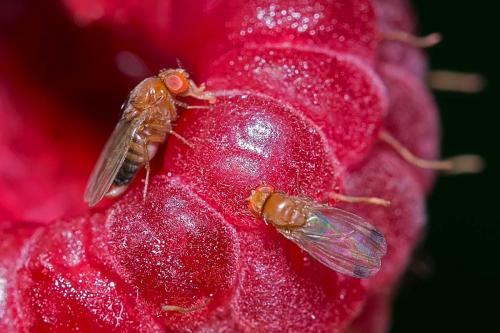 Drosophila suzukii