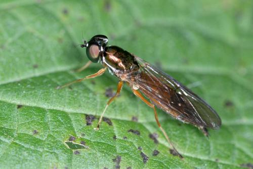 Sargus bipunctatus