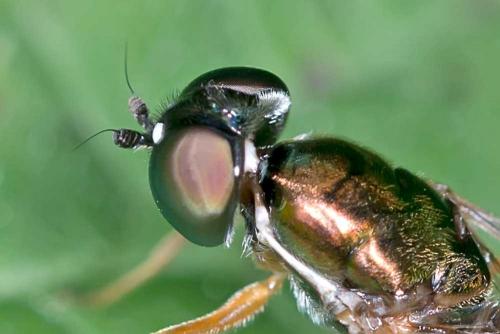 Sargus bipunctatus