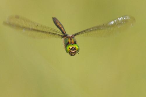Somatochlora sp.
