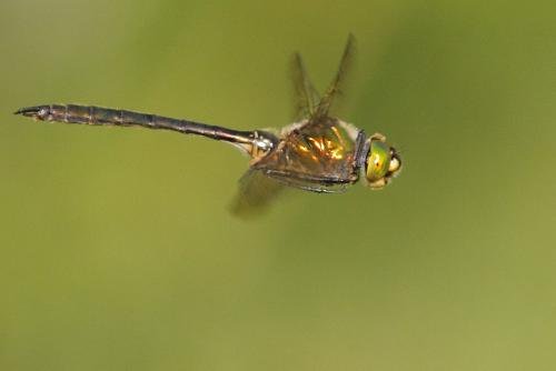 Somatochlora sp.