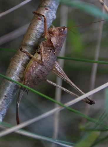 Réf. 110 127 : Rhacocleis poneli