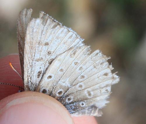 Polyommatus sp.