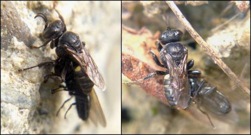 Oxybelus trispinosus